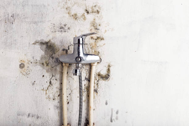 Best Toxic Mold Removal  in Bayou Lourse, LA