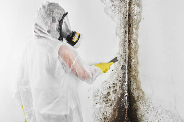 Best Mold Removal Company Near Me  in Bayou Lourse, LA