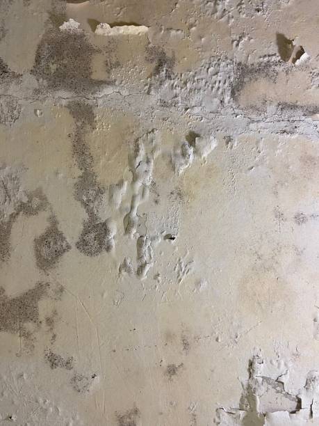 Best Commercial Mold Removal  in Bayou Lourse, LA