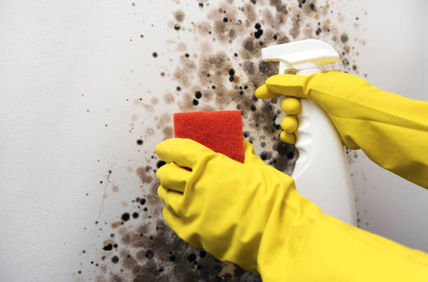 Best Certified Mold Removal  in Bayou Lourse, LA