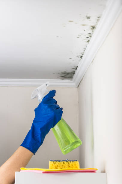 Best Emergency Mold Removal  in Bayou Lourse, LA