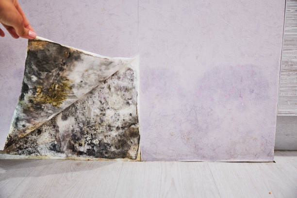 Best Toxic Mold Removal  in Bayou Lourse, LA